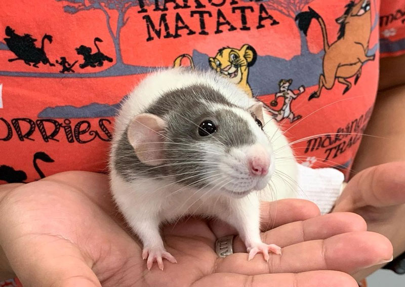 Carousel Slide 4: Pocket Pet Veterinary Care