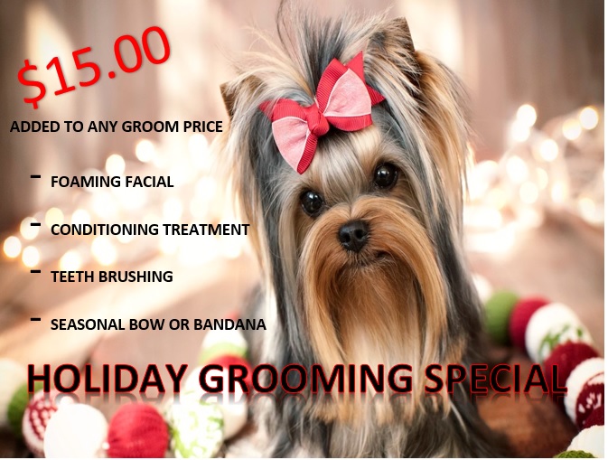 small animal veterinary clinic near me